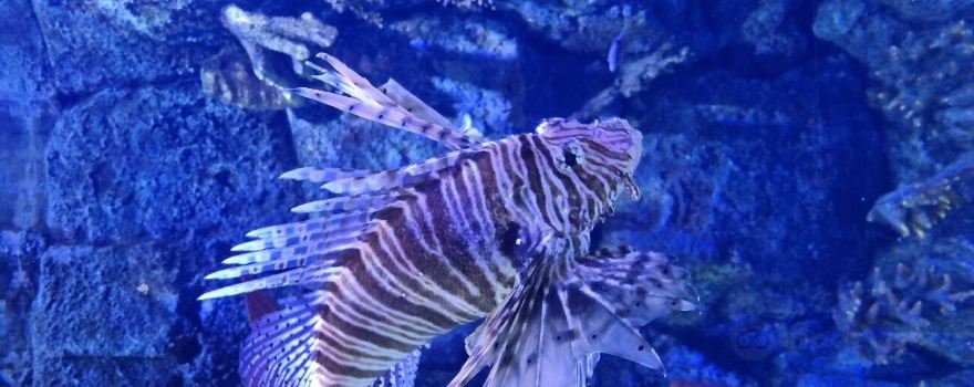 Atlantis Aquarium Madrid