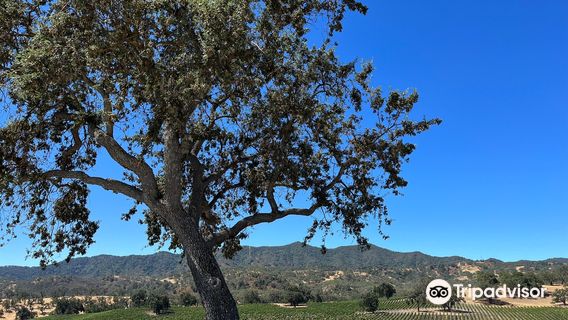 Ancient Peaks Winery