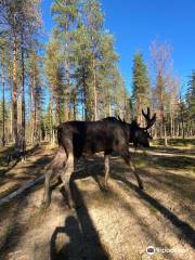 Arctic Moose Farm