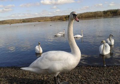 Strathclyde Country Park