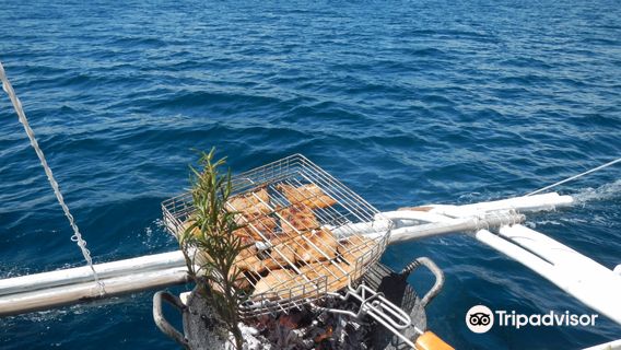 Dolphin Watching, Manjuyod Sandbar and Sportfishing Adventures in Bais Bay