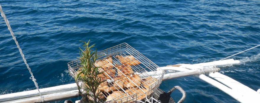 Dolphin Watching, Manjuyod Sandbar and Sportfishing Adventures in Bais Bay