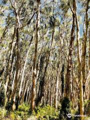 Paperbark Forest Walk