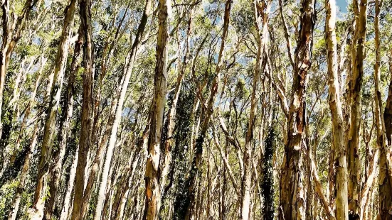 Bush Heritage Paperbark Forest Boardwalk