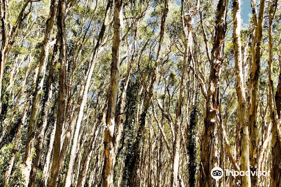 Bush Heritage Paperbark Forest Boardwalk