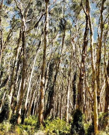 Bush Heritage Paperbark Forest Boardwalk Các khách sạn ở Agnes Water