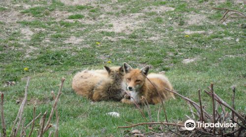 Kitakitsune Farm (Fox Farm)