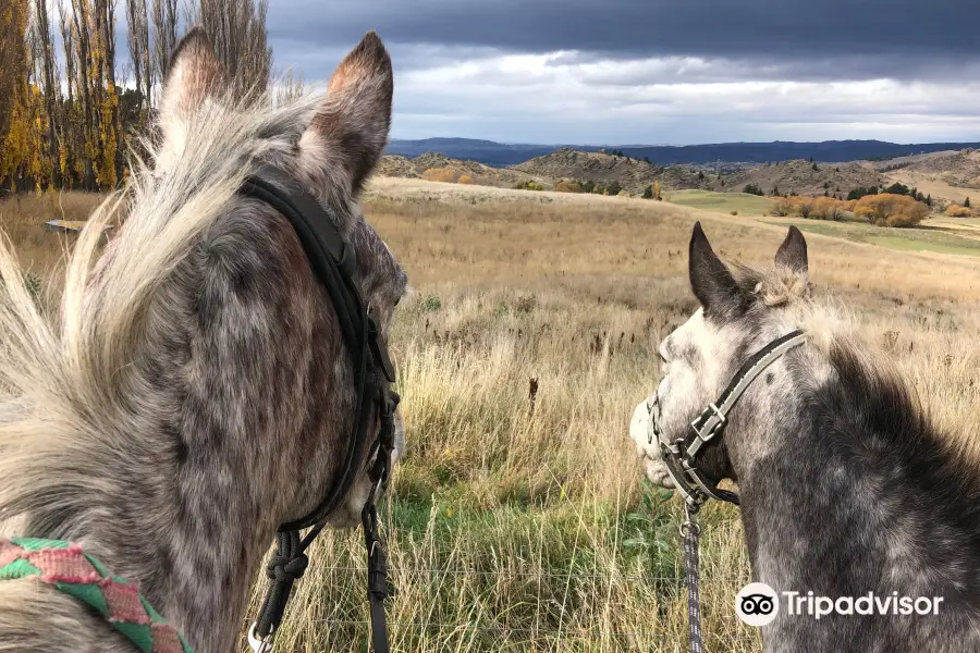 Backcountry Saddle Expeditions