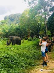 Khao Sok Elephant Sanctuary