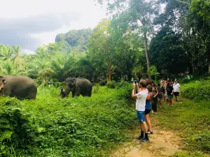 Khao Sok Elephant Sanctuary