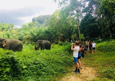 Khao Sok Elephant Sanctuary