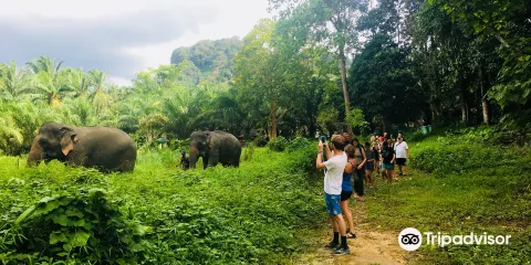 Khao Sok Elephant Sanctuary