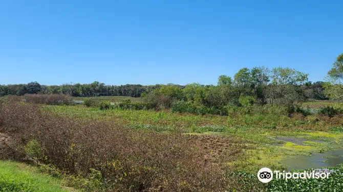 5_Brazos Bend State Park