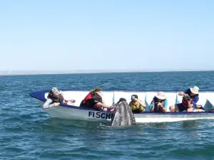 San Ignacio Lagoon