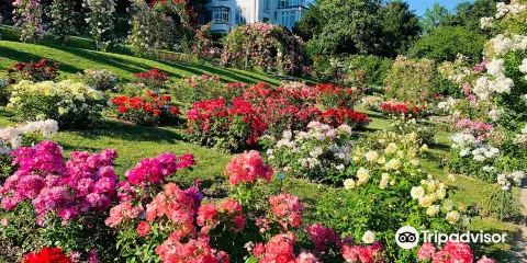 Rosengarten auf dem Beutig