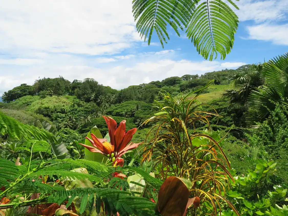 Hotels near Flora Tropica Botanical Gardens