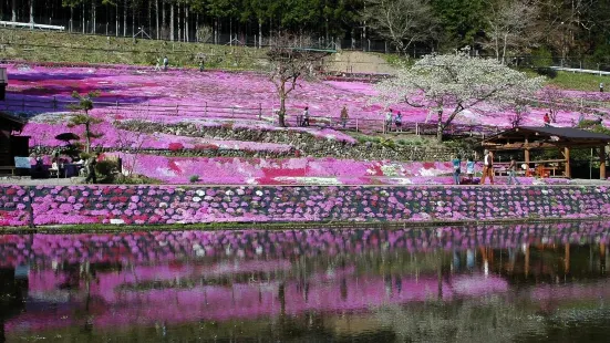 Moss Phlox of Kunita Family