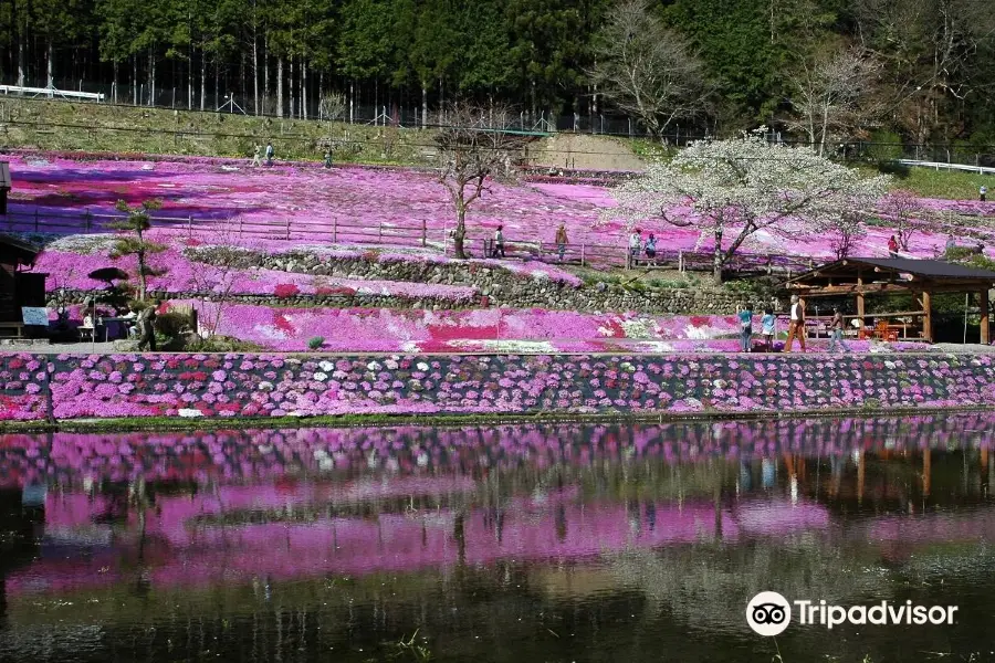 國田家の芝桜