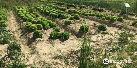 Cueillette de Fraisochamp