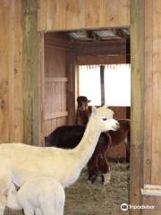 Kendall Creek Farms Alpacas