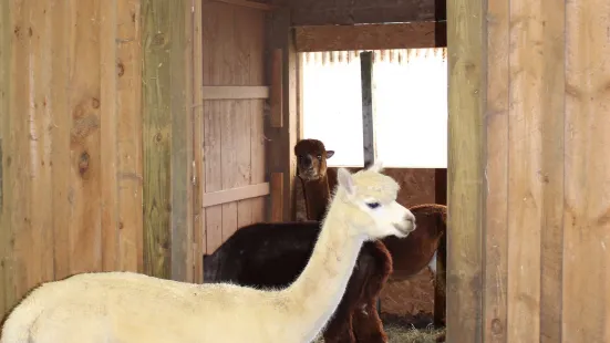 Kendall Creek Farms Alpacas