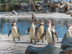 Dierenrijk