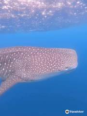 Drake Divers Costa Rica