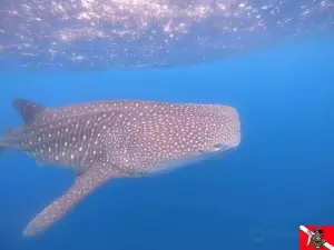 Drake Divers Costa Rica