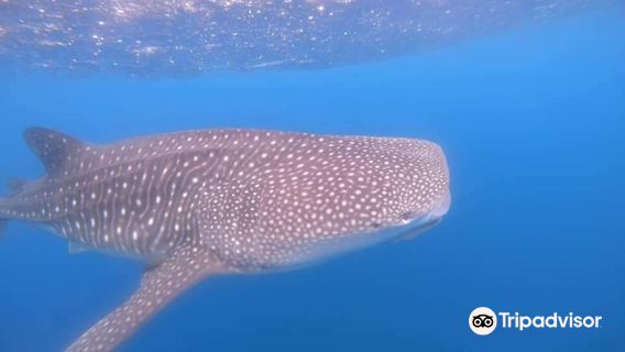 Drake Divers Costa Rica