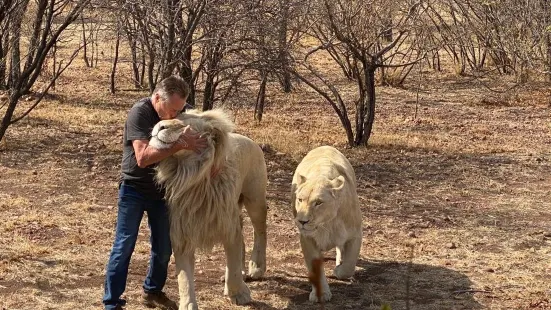 Lion and Cheetah Sanctuary