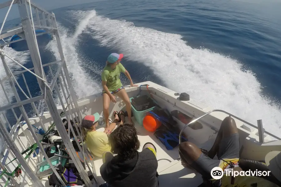 Atlantic Shark Encounters