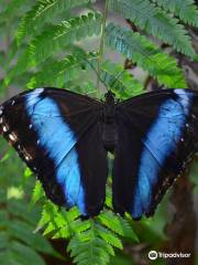 Neotropical Butterfly Park