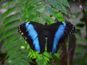 Neotropical Butterfly Park