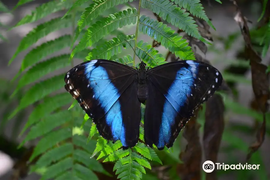 Neotropical Butterfly Park