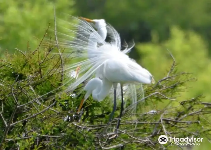 Smith Oaks Bird Sanctuary