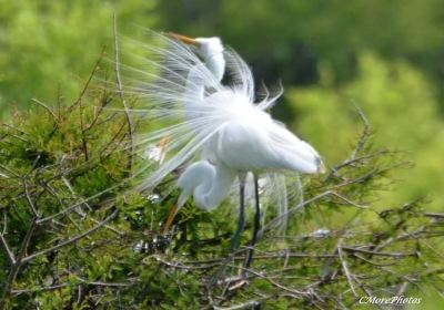 Smith Oaks Bird Sanctuary