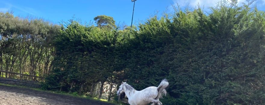 CEM - Clube Equestre da Madeira