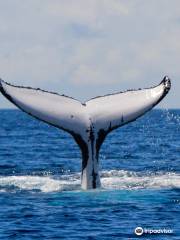 Wild Ocean Tasmania