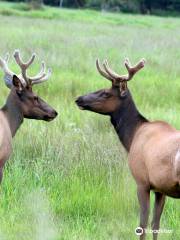 Dean Creek Elk Viewing Area