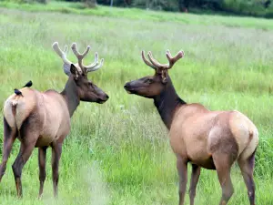 Dean Creek Elk Viewing Area