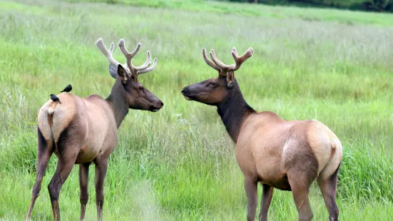 Dean Creek Elk Viewing Area