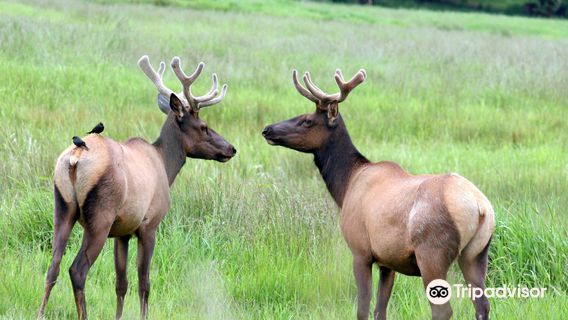 Dean Creek Elk Viewing Area