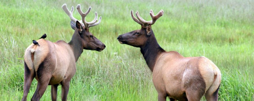 Dean Creek Elk Viewing Area