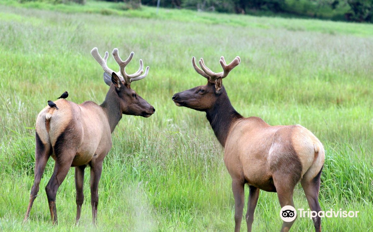 Dean Creek Elk Viewing Area