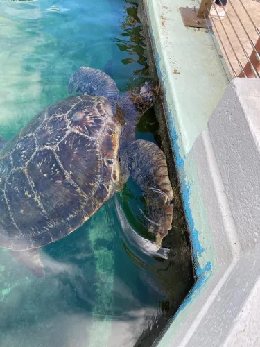 凱諾尼亞海龜觀測中心