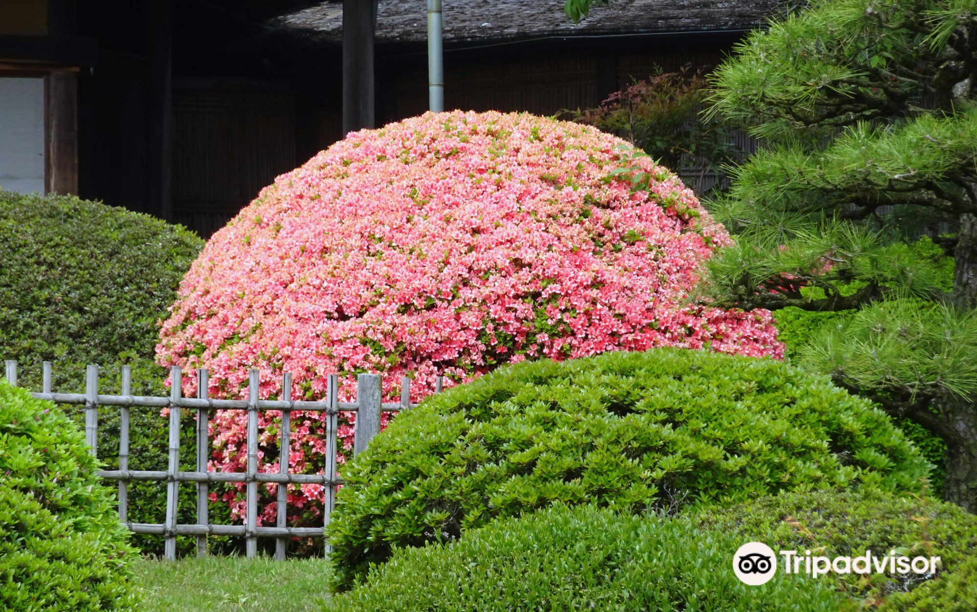 Mito Azalea Matsuri | Mito