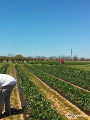 Marburger Orchard