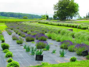 White Oak Lavender Farm & The Purple WOLF Vineyard