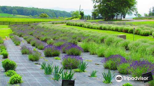 White Oak Lavender Farm & The Purple WOLF Vineyard