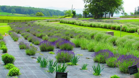 White Oak Lavender Farm & The Purple WOLF Vineyard